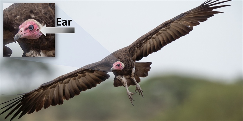 Vultures respond to auditory cues 